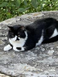 Lost Male Cat last seen Ponderosa park , Scotch Plains, NJ 07076