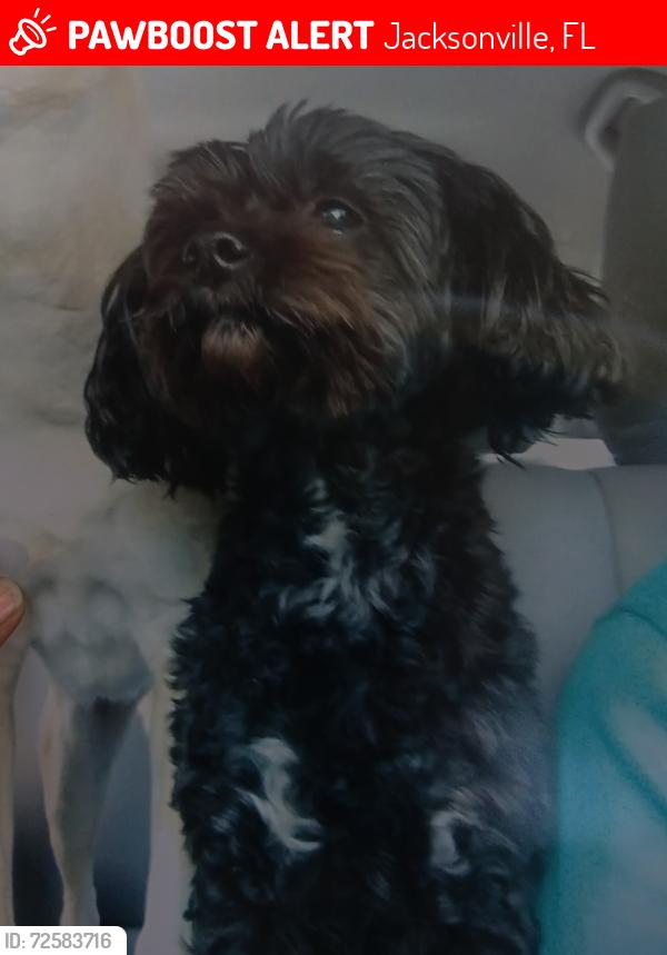 Lost Male Dog last seen Connie Jean rd, Jacksonville, FL 32222