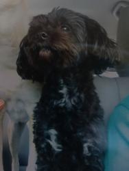 Lost Male Dog last seen Connie Jean rd, Jacksonville, FL 32222