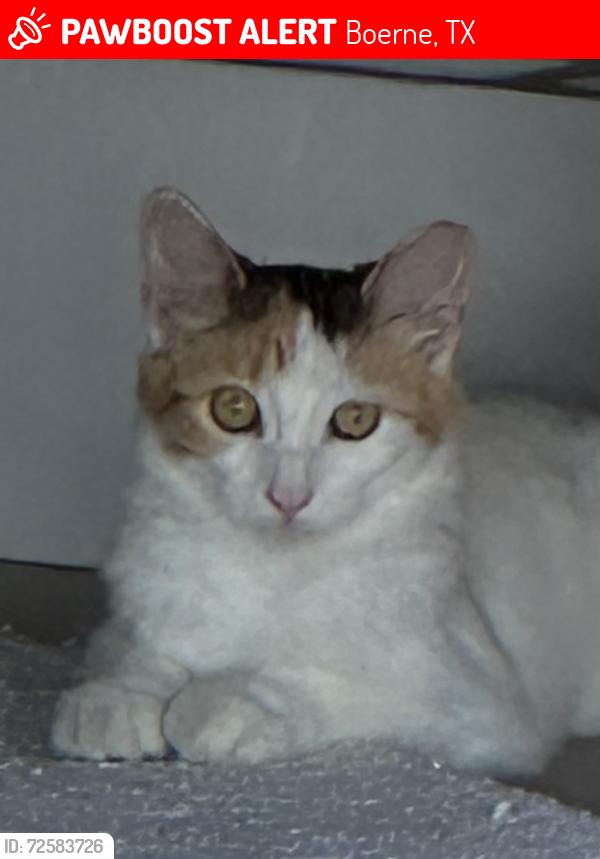 Lost Female Cat last seen Near Pfeiffer Rd. Boerne, TX, Boerne, TX 78006