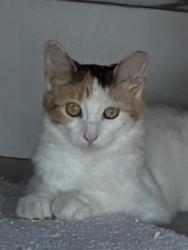Lost Female Cat last seen Near Pfeiffer Rd. Boerne, TX, Boerne, TX 78006