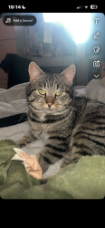 Lost Male Cat last seen Ballymacnab, Tassagh, Northern Ireland BT60 2QX