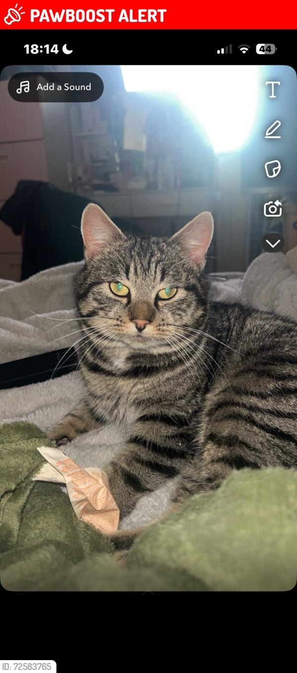 Lost Male Cat last seen Ballymacnab, Tassagh, Northern Ireland BT60 2QX