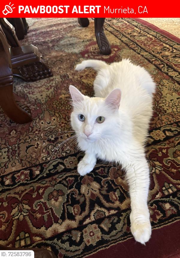 Lost Male Cat last seen Greer ranch , Murrieta, CA 92562