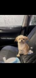 Lost Female Dog last seen Marshall Blvd E, N Sterling Ave, San Bernardino, CA 92401