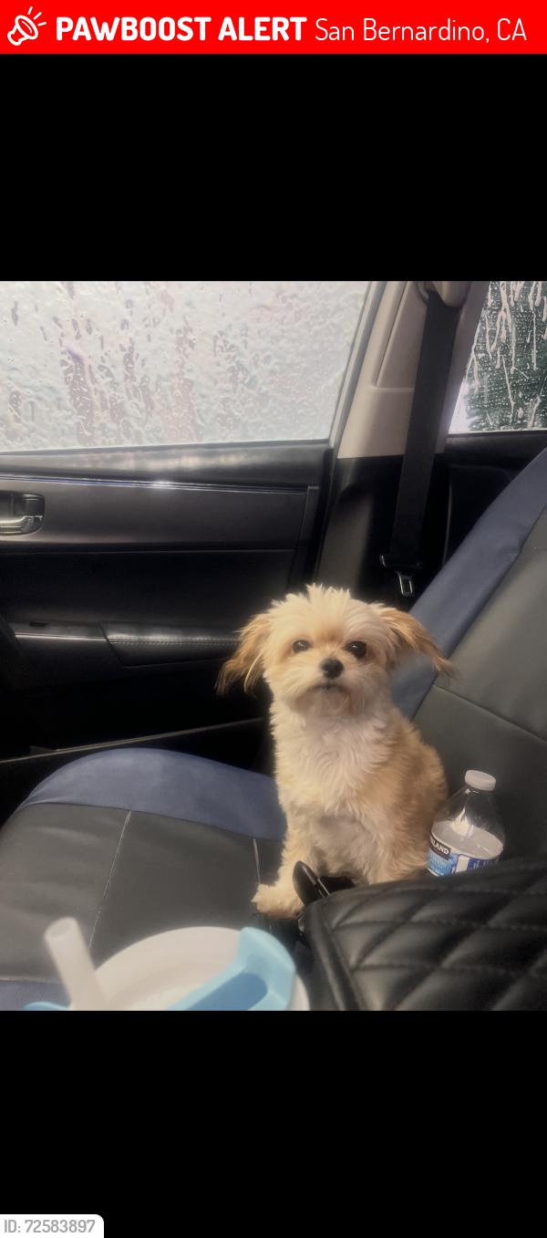 Lost Female Dog last seen Marshall Blvd E, N Sterling Ave, San Bernardino, CA 92401