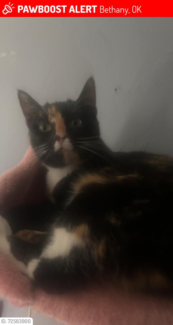 Lost Female Cat last seen 38th , Bethany, OK 73008