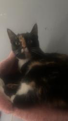 Lost Female Cat last seen 38th , Bethany, OK 73008