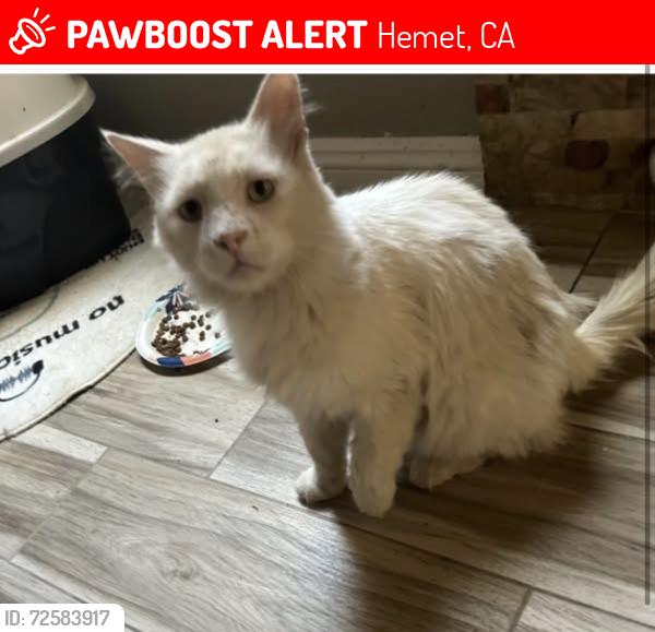 Lost Male Cat last seen Lyon and thornton st, Hemet, CA 92543
