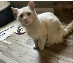 Lost Male Cat last seen Lyon and thornton st, Hemet, CA 92543
