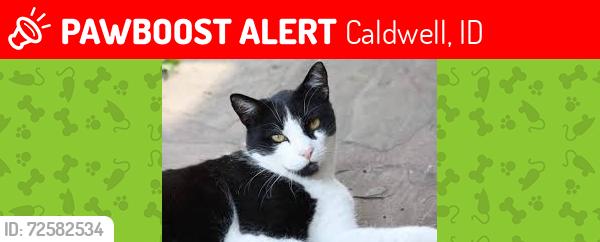 Lost Male Cat last seen Four Season Subdivision/ Wintercrest/, Caldwell, ID 83607
