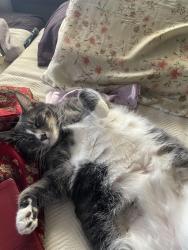 Lost Male Cat last seen Sawmill and Rock Circle , Palm Desert, CA 92260