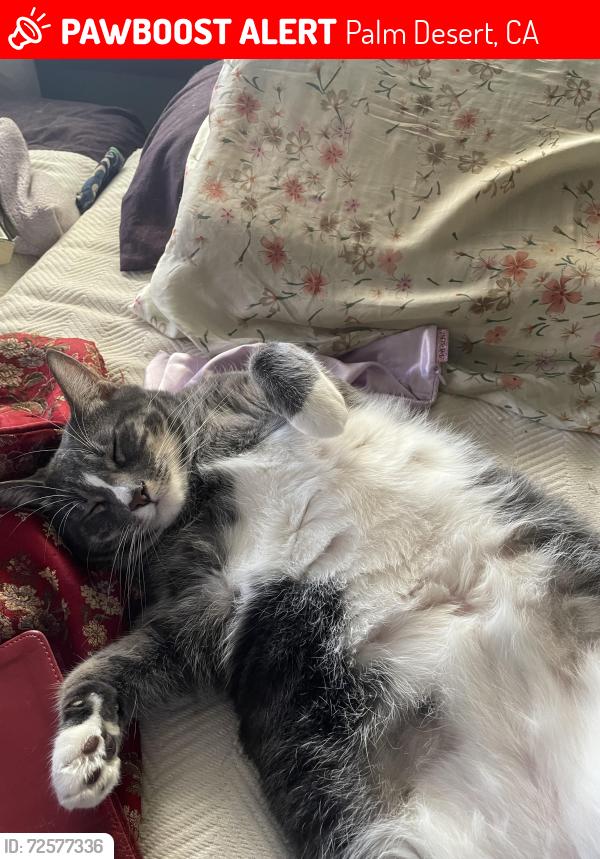 Lost Male Cat last seen Sawmill and Rock Circle , Palm Desert, CA 92260