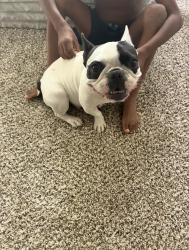 Lost Female Dog last seen Simmons and Gowan , North Las Vegas, NV 89032