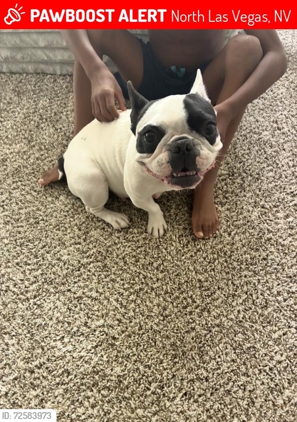 Lost Female Dog last seen Simmons and Gowan , North Las Vegas, NV 89032