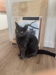 Lost Female Cat last seen 149th st NW 21st Ave, Vancouver WA, Vancouver, WA 98685
