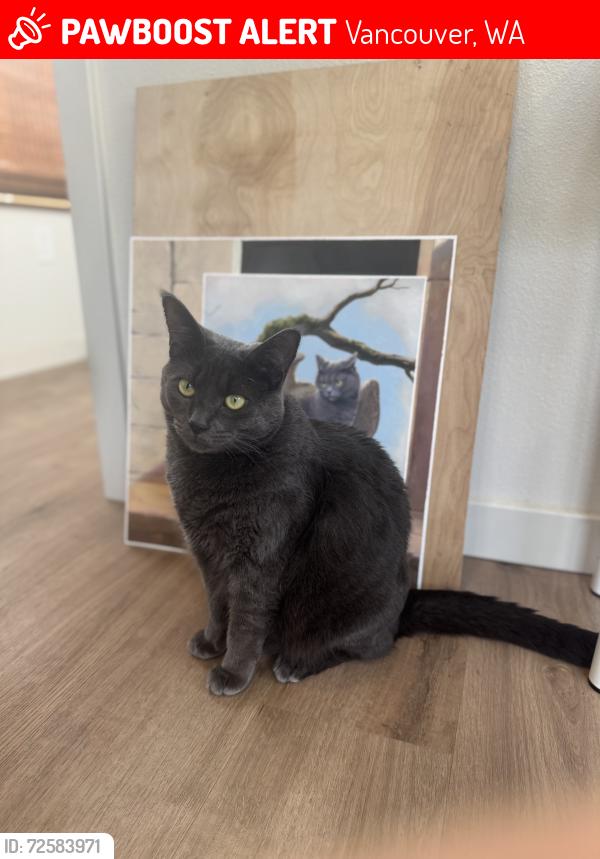 Lost Female Cat last seen 149th st NW 21st Ave, Vancouver WA, Vancouver, WA 98685