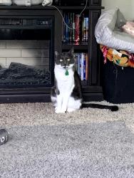Lost Female Cat last seen 2nd Street n and 9th Ave n , Nampa, ID 83687