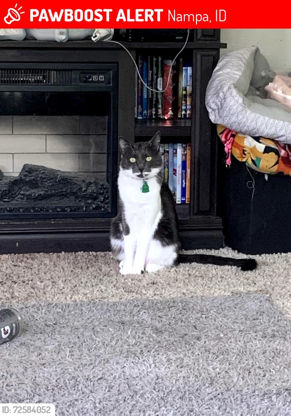 Lost Female Cat last seen 2nd Street n and 9th Ave n , Nampa, ID 83687