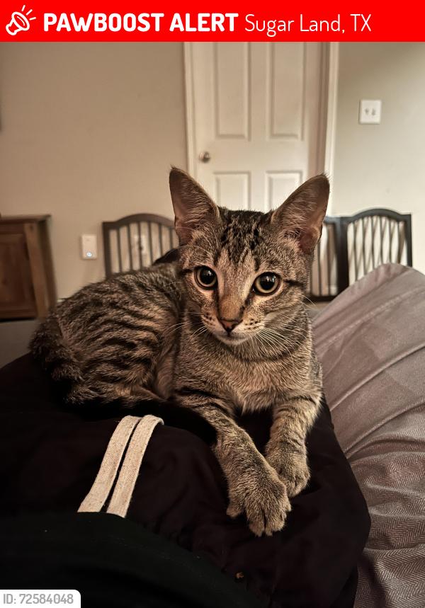 Lost Male Cat last seen Annies Way and Tyler Run, Sugar Land, TX 77479