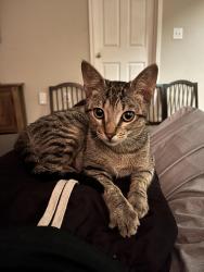 Lost Male Cat last seen Annies Way and Tyler Run, Sugar Land, TX 77479