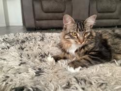 Lost Male Cat last seen Tulipd drive near windixi, Wesley Chapel, FL 33544