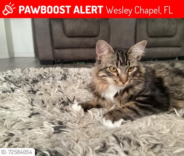 Lost Male Cat last seen Tulipd drive near windixi, Wesley Chapel, FL 33544