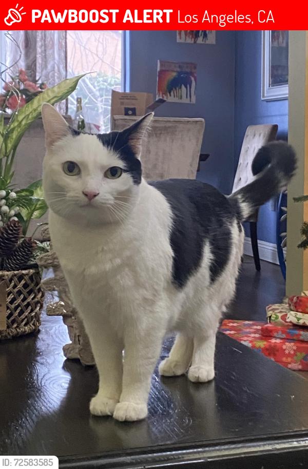 Lost Female Cat last seen Near Sherman way. Cross street Sepulveda. , Los Angeles, CA 91406