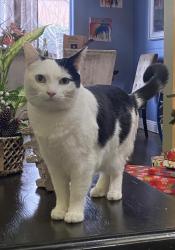 Lost Female Cat last seen Near Sherman way. Cross street Sepulveda. , Los Angeles, CA 91406