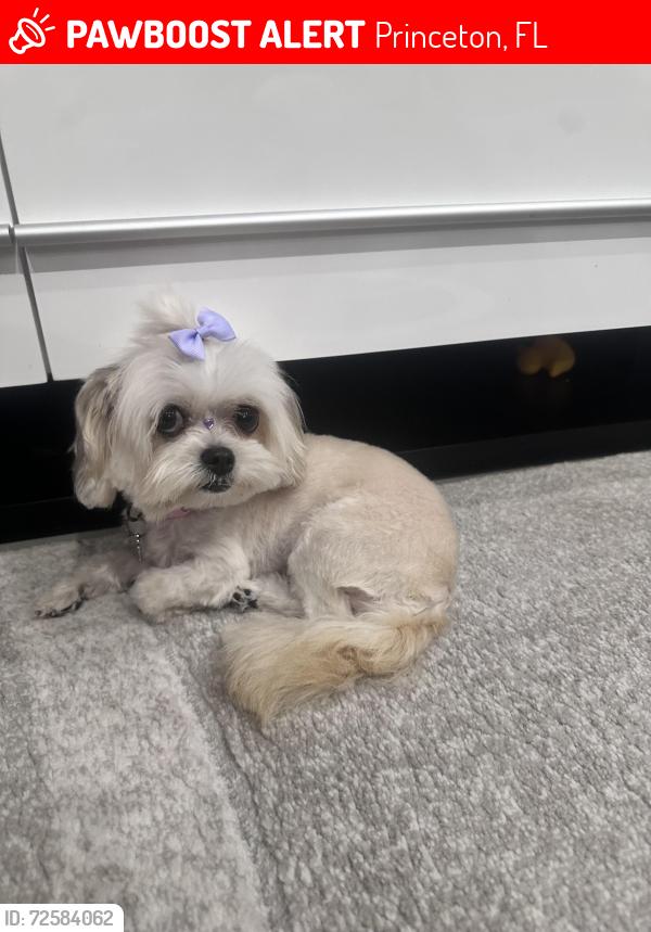 Lost Female Dog last seen Near Avenue and 241 Sw  Street , Princeton, FL 33032