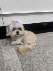 Lost Female Dog last seen Near Avenue and 241 Sw  Street , Princeton, FL 33032