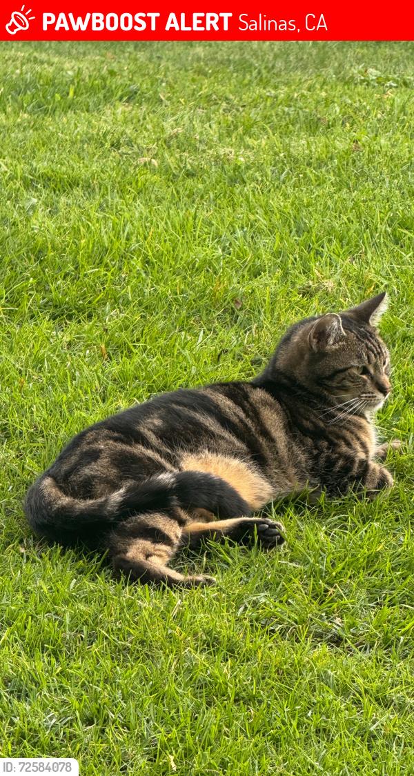 Lost Male Cat last seen Kern street , Salinas, CA 93905