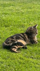 Lost Male Cat last seen Kern street , Salinas, CA 93905