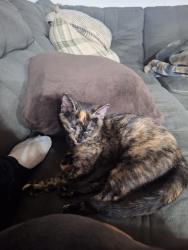 Lost Male Cat last seen Starview trailer park , Mount Wolf, PA 17347