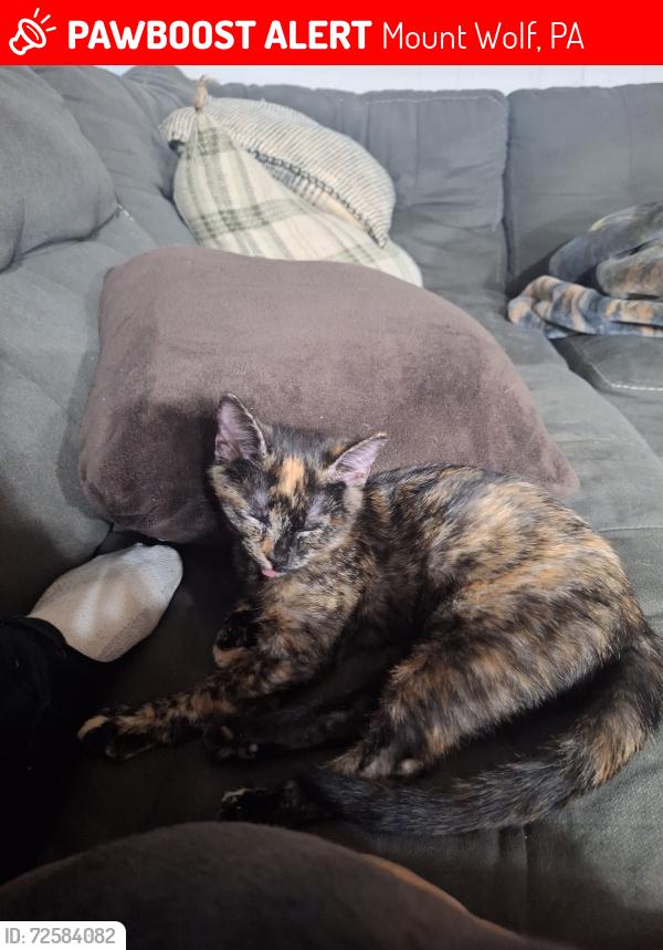 Lost Male Cat last seen Starview trailer park , Mount Wolf, PA 17347