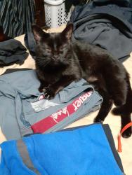 Lost Male Cat last seen TLC Veterinary hosp in Inverness , Inverness, FL 34452