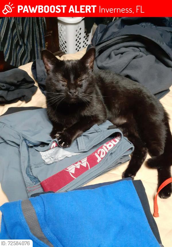 Lost Male Cat last seen TLC Veterinary hosp in Inverness , Inverness, FL 34452