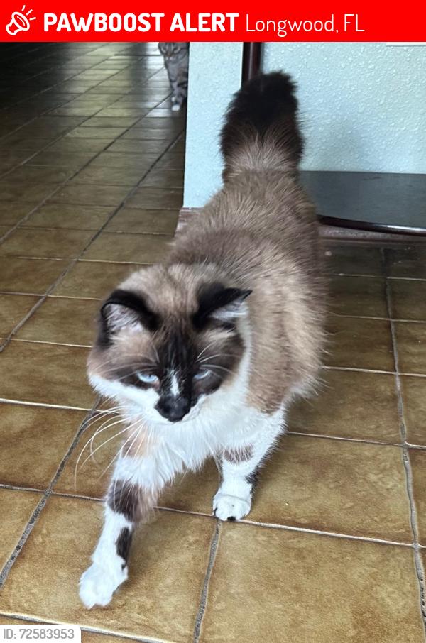 Lost Male Cat last seen Hobson St and Marla Ave, Longwood, FL 32750