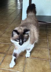 Lost Male Cat last seen Hobson St and Marla Ave, Longwood, FL 32750