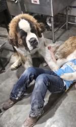 Lost Male Dog last seen 50th pl & Erbe, Pleasantville, IA 50225