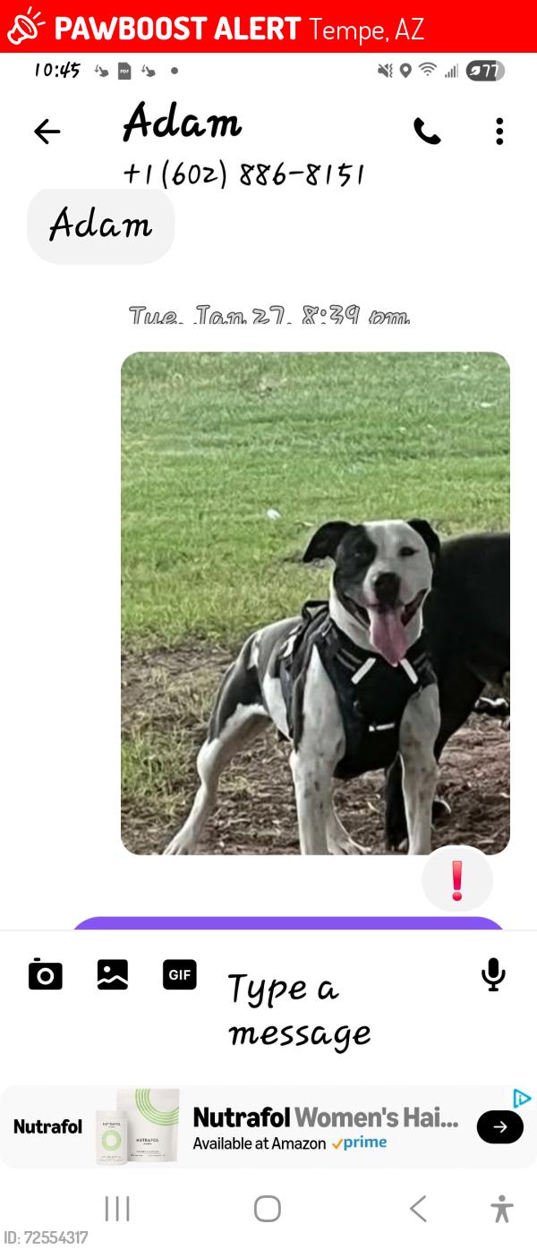 Lost Female Dog last seen Mill ave and 6th street, Tempe, AZ 85281