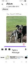 Lost Female Dog last seen Mill ave and 6th street, Tempe, AZ 85281