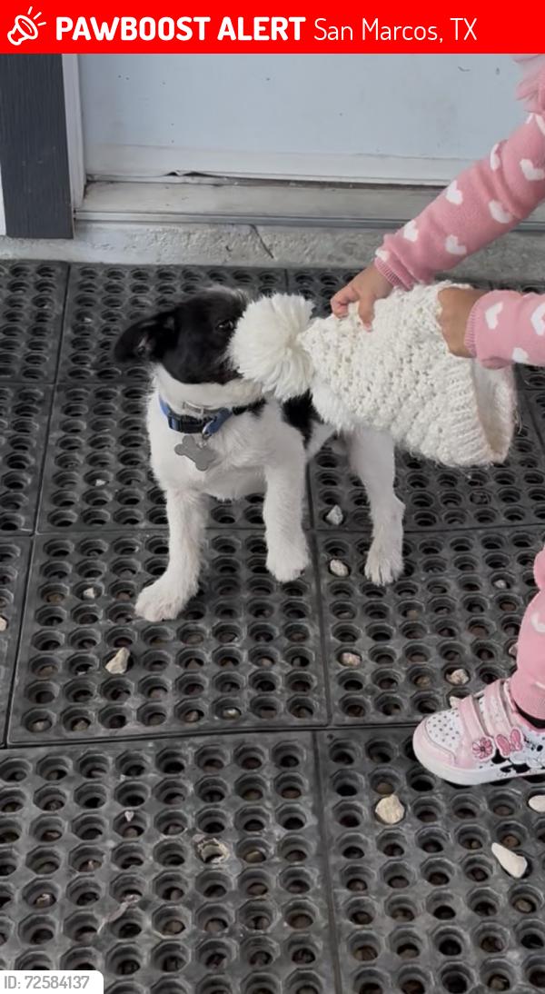 Lost Male Dog last seen river rd, San Marcos, TX 78655