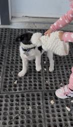 Lost Male Dog last seen river rd, San Marcos, TX 78655