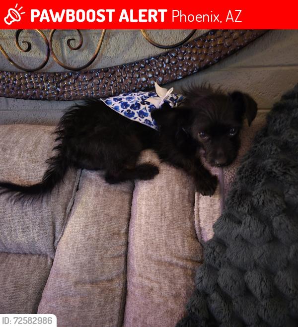Lost Female Dog last seen 43rd ave and olive, Phoenix, AZ 85051