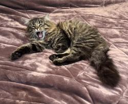 Lost Male Cat last seen West end of town , Jefferson, IA 50129