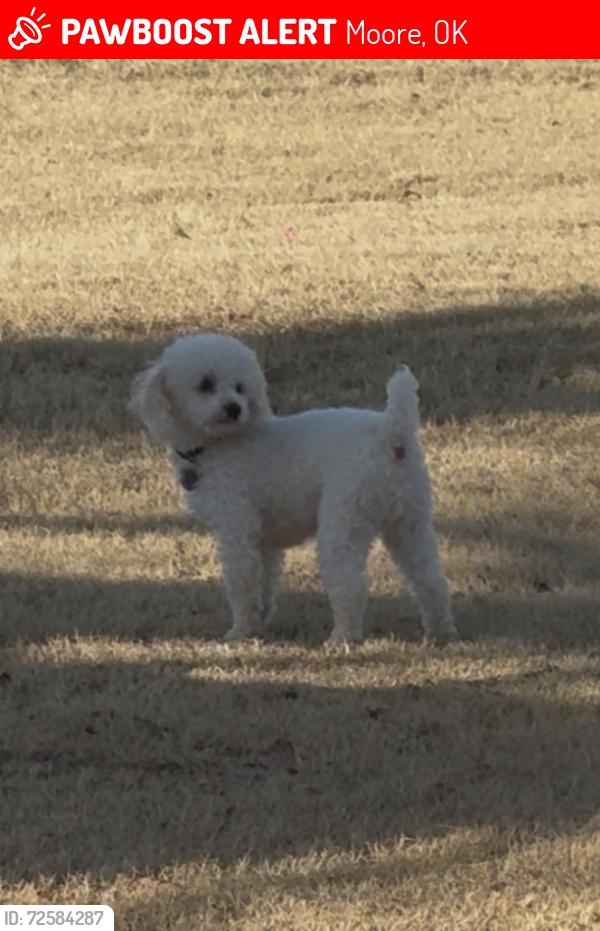 Lost Male Dog last seen 19th and Santa Fe , Moore, OK 73160