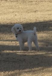 Lost Male Dog last seen 19th and Santa Fe , Moore, OK 73160