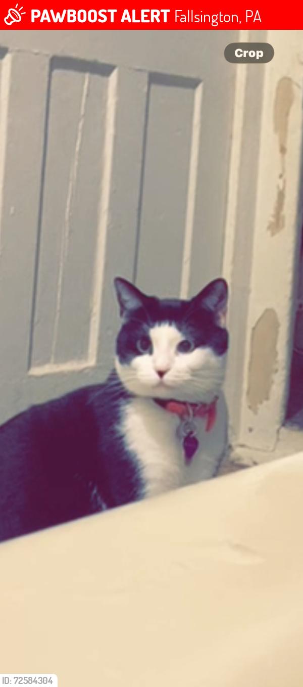 Lost Female Cat last seen Near ww1 in historic Fallsington , Fallsington, PA 19054