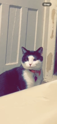 Lost Female Cat last seen Near ww1 in historic Fallsington , Fallsington, PA 19054